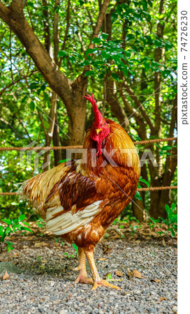 Atsuta Jingu, a chicken that is said to be a messenger of God <Nagoya City, Aichi Prefecture> Atsuta Jingu, a chicken that is said to be a messenger of God <Nagoya City, Aichi Prefecture> 74726230