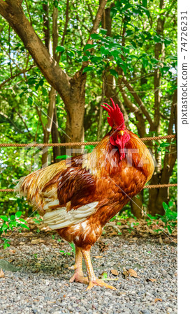 Atsuta Jingu, a chicken that is said to be a messenger of God <Nagoya City, Aichi Prefecture> Atsuta Jingu, a chicken that is said to be a messenger of God <Nagoya City, Aichi Prefecture> 74726231