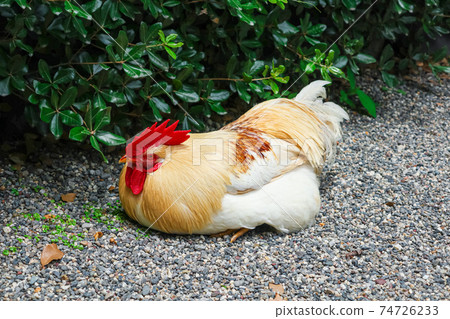 Atsuta Jingu, a chicken that is said to be a messenger of God <Nagoya City, Aichi Prefecture> Atsuta Jingu, a chicken that is said to be a messenger of God <Nagoya City, Aichi Prefecture> 74726233