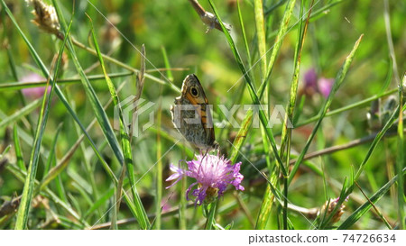 Butterfly Butterfly 74726634
