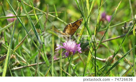 Butterfly Butterfly 74726636