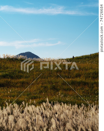 Soni plateau of Japanese pampas grass Soni plateau of Japanese pampas grass 74726684