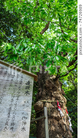 Matchmaking Forest, Shiroyama Hachimangu Shrine <Nagoya City, Aichi Prefecture> Matchmaking Forest, Shiroyama Hachimangu Shrine <Nagoya City, Aichi Prefecture> 74726989