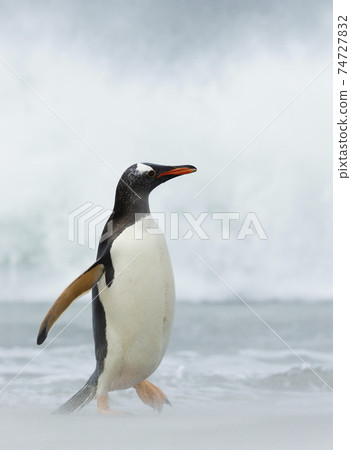 Close up of a Gentoo penguin walking on a stormy coast Close up of a Gentoo penguin walking on a stormy coast 74727832