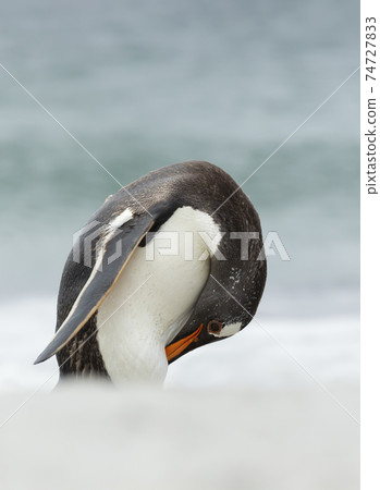 Close up of a Gentoo penguin preening on a sandy coast Close up of a Gentoo penguin preening on a sandy coast 74727833