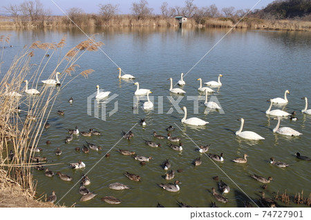 宮城縣多美市伊豆沼市的天鵝 宮城縣多美市伊豆沼市的天鵝 74727901