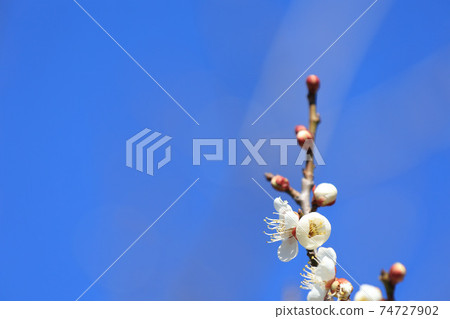 茨城縣水戶市白梅市 74727902