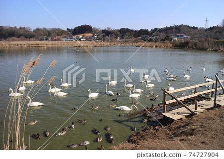 宮城縣多美市伊豆沼市的天鵝 宮城縣多美市伊豆沼市的天鵝 74727904