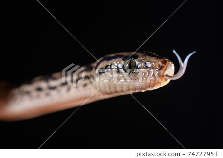 Close up portrait of a garter snake with copy space 74727951