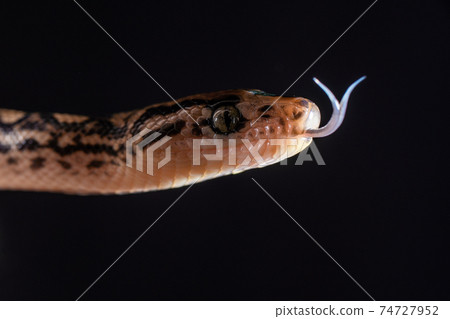 Snake getting ready to strike Snake getting ready to strike 74727952