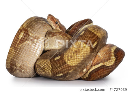 Snake on female head. Boa constrictor albino species of snake