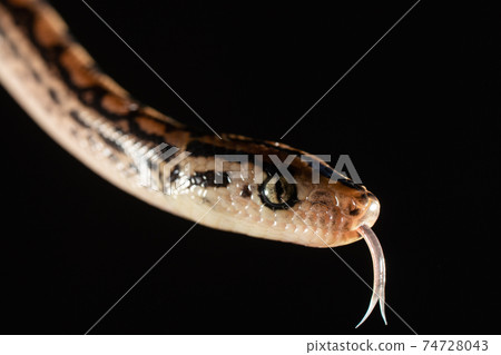 A Brazilian Rainbow Boa (Epicrates cenchria cenchria) exploring in the vegetation A Brazilian Rainbow Boa (Epicrates cenchria cenchria) exploring in the vegetation 74728043