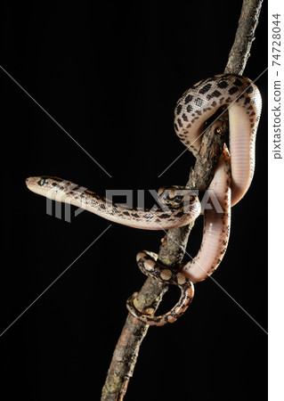 rainbow boa and slender boa (Epicrates cenchria) 74728044