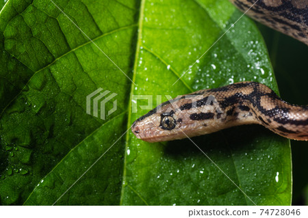 rainbow boa and slender boa (Epicrates cenchria) 74728046