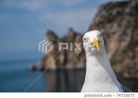 European Herring Gull portrait close-up 74728075
