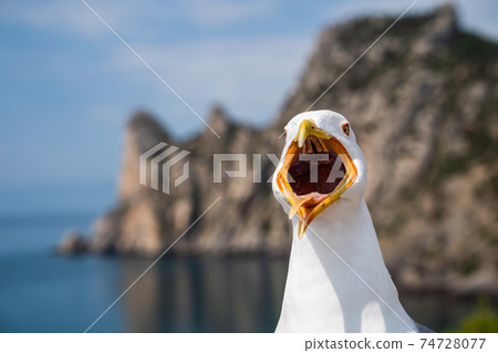 Funny angry seagull with big opened mouth Funny angry seagull with big opened mouth 74728077