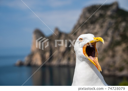 Seagull with its mouth wide open Seagull with its mouth wide open 74728079