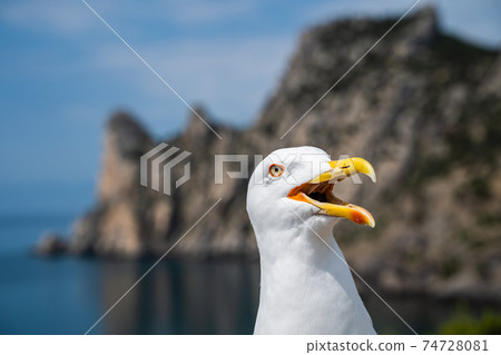 Funny angry seagull with big opened mouth Funny angry seagull with big opened mouth 74728081