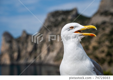 Seagull with its mouth wide open 74728083