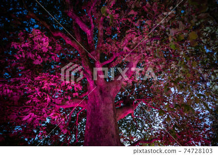 huge tree illuminated by magical multicolored light huge tree illuminated by magical multicolored light 74728103