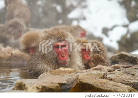 Jigokudani Yaen-Koen Japanese macaque soaking in hot springs 74728317