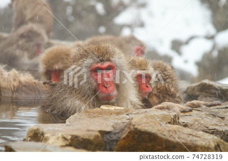 Jigokudani Yaen-Koen Japanese macaque soaking in hot springs 74728319