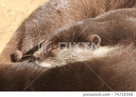 Sleeping river otter Sleeping river otter 74728398
