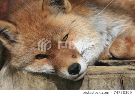 狐狸臉無張力 狐狸臉無張力 74728399