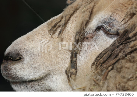 羊的個人資料 74728400