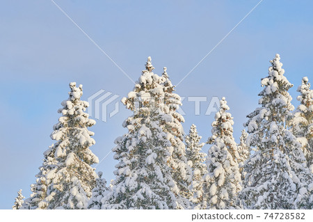 trees in the snow. winter 74728582