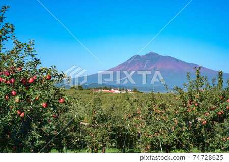 Mt. Iwaki in autumn and the fruits of apples that have grown bright red 74728625
