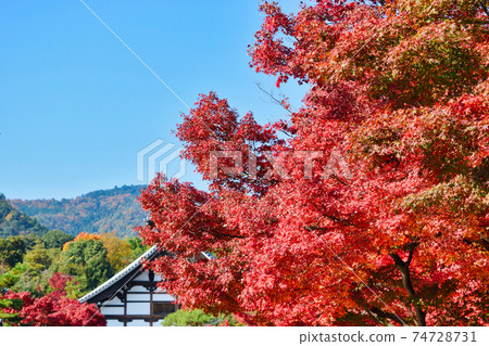 Autumn leaves of Tenryuji Temple in Kyoto Autumn leaves of Tenryuji Temple in Kyoto 74728731