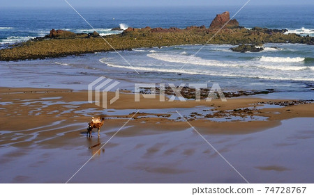 lonely camel on wide low tide seaside background lonely camel on wide low tide seaside background 74728767