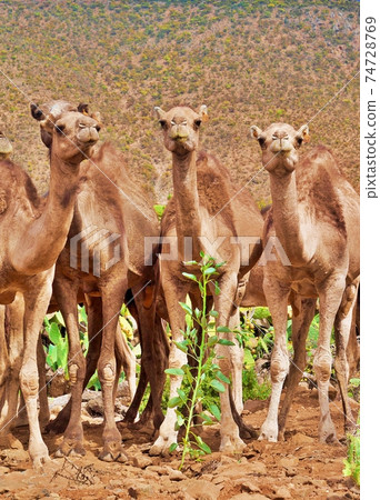 close-up young camels caravan on natural depasture 74728769