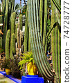 giant cactus trunks in colorful tropical garden 74728777