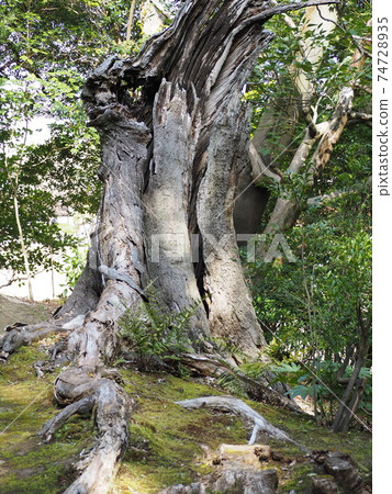 Withered big tree Withered big tree 74728935