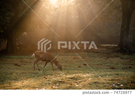 Shots of deer at Nara Park in autumn Shots of deer at Nara Park in autumn 74728977