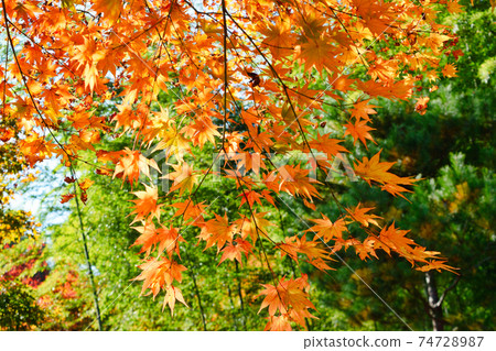 美麗的秋葉在京都天龍寺 74728987