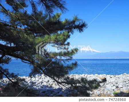 靜岡縣戶田海岸松樹和富士二月 74728988