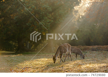Shots of deer at Nara Park in autumn Shots of deer at Nara Park in autumn 74729080