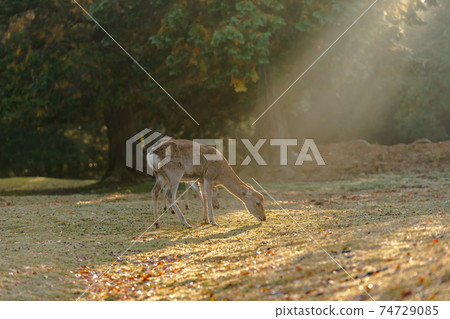 Shots of deer at Nara Park in autumn 74729085