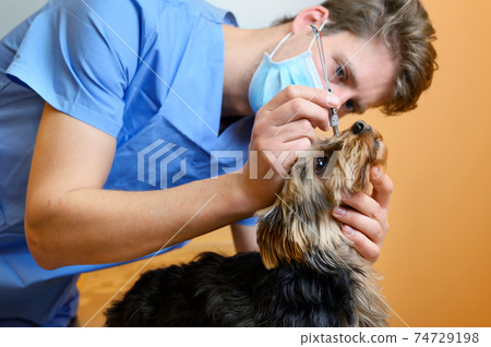 A veterinary ophthalmologist makes a medical procedure, examines a dog eyes blood pressure at a 74729198