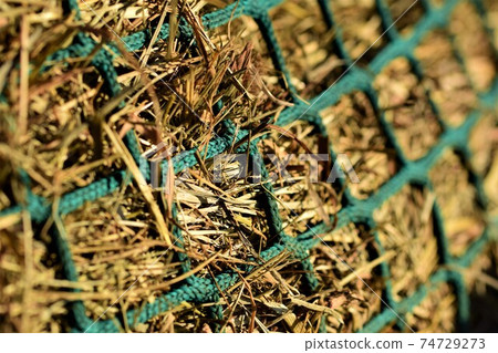 Close up of hay under a green hay net 74729273