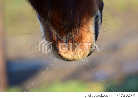 Close up of a brown horses mouth from behind against ablurred background 74729277
