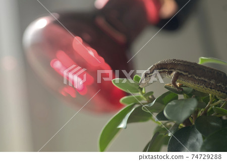 射燈和爬行動物 射燈和爬行動物 74729288