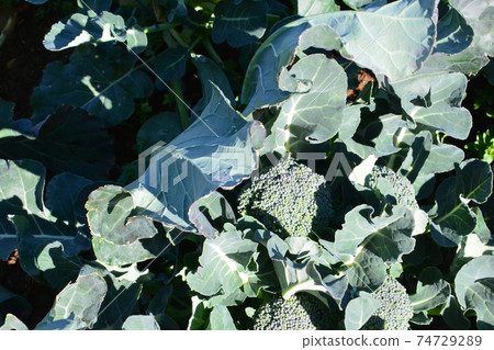 Broccoli in the field Broccoli in the field 74729289