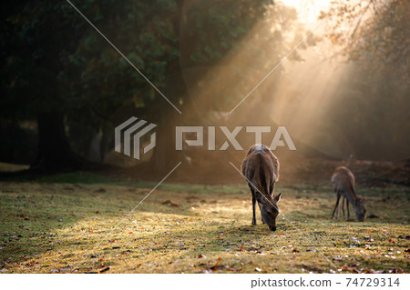 Shots of deer at Nara Park in autumn 74729314