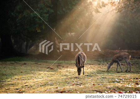 Shots of deer at Nara Park in autumn 74729315
