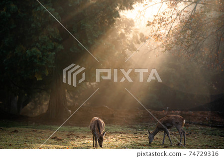 Shots of deer at Nara Park in autumn Shots of deer at Nara Park in autumn 74729316