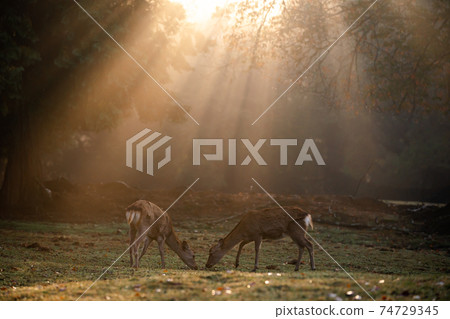 Shots of deer at Nara Park in autumn 74729345
